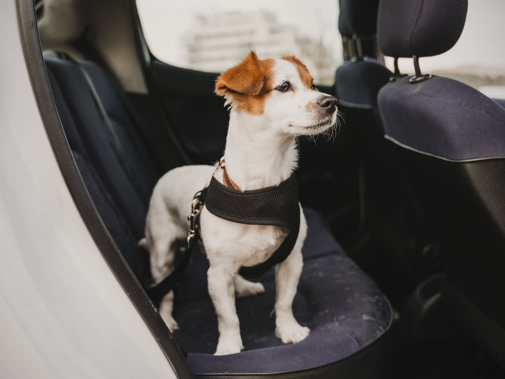 Mobile Pet Hair & Odor Removal