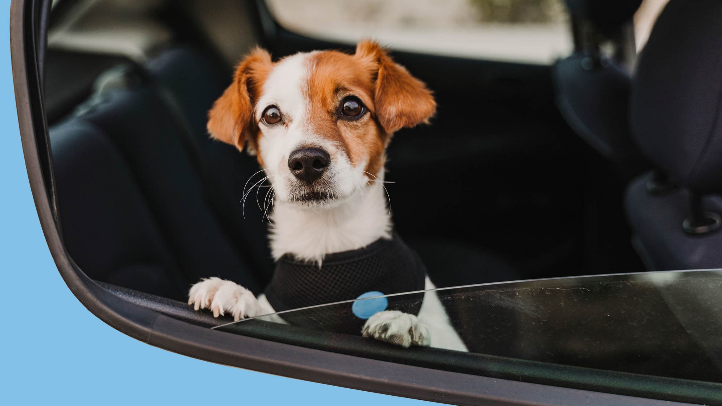 Mobile Pet Hair & Odor Removal